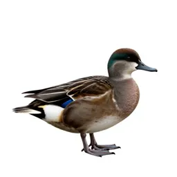 Waterfowl
