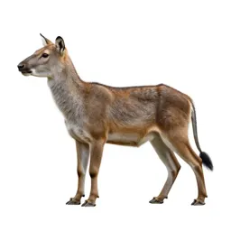Weka
