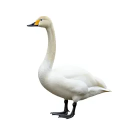 Whistling swan