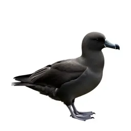 White-chinned petrel