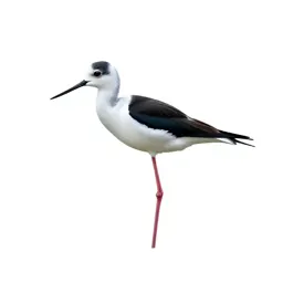 White-headed stilt