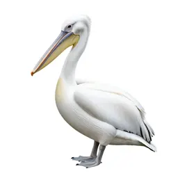 White pelican