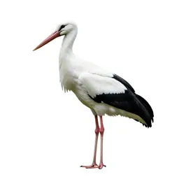 White stork