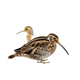 Whole snipe