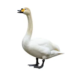 Whooper