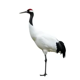 Whooping crane