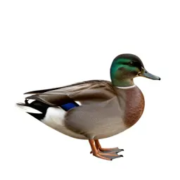 Widgeon