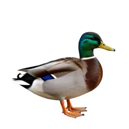 Wild duck
