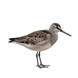 Willet