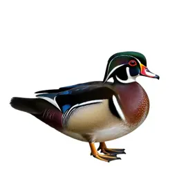 Wood duck