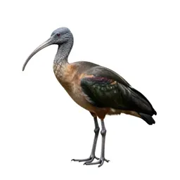 Wood ibis
