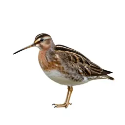 Woodcock