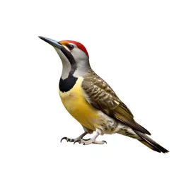 Yellow-bellied sapsucker