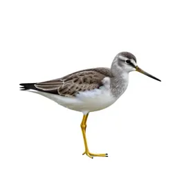 Yellowlegs