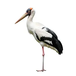 Adjutant bird
