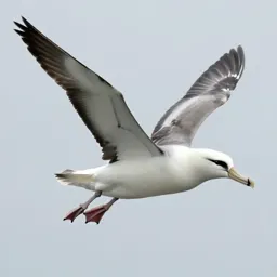 Albatross