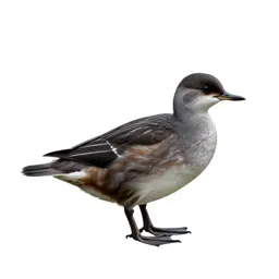 Anseriform bird