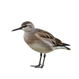 Aquatic bird