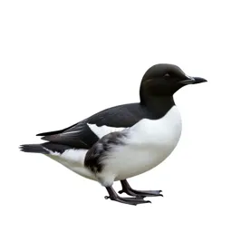 Auk