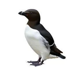 Auklet
