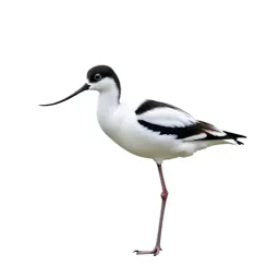 Avocet