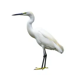 Egret
