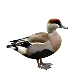 Eider