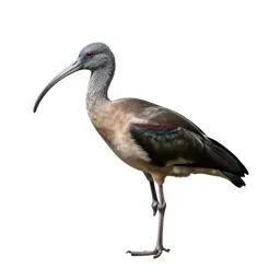 Ibis