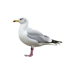 Ivory gull