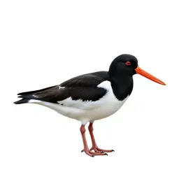 Oystercatcher
