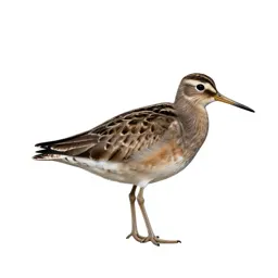 Upland sandpiper