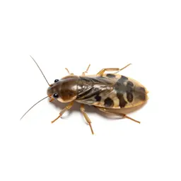 Backswimmer