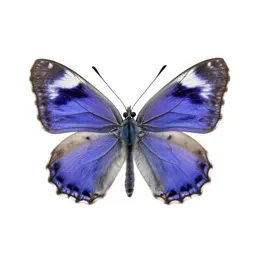 Banded purple