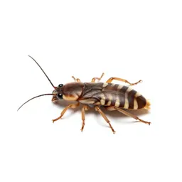 Bark-louse