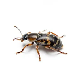 Bean weevil