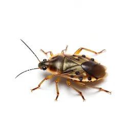 Bedbug