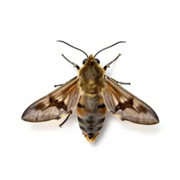 Bee moth