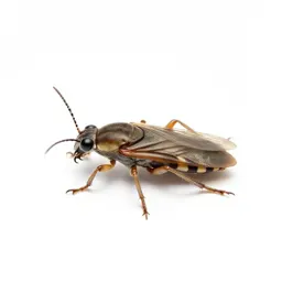 Bird louse