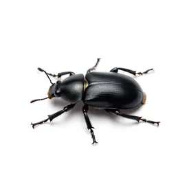 Black carpet beetle