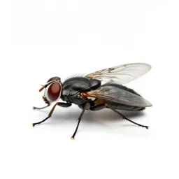 Blackfly