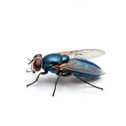 Bluebottle