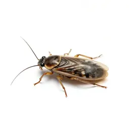Body louse