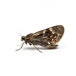 Brown lacewing