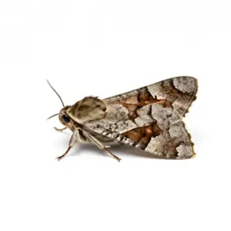 Browntail
