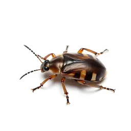 Bug