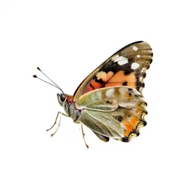Cabbage butterfly
