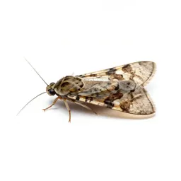 Caddis fly
