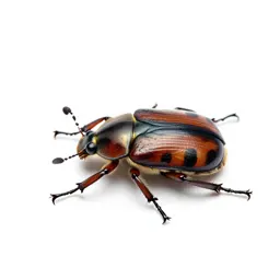 Calosoma