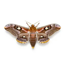 Cecropia