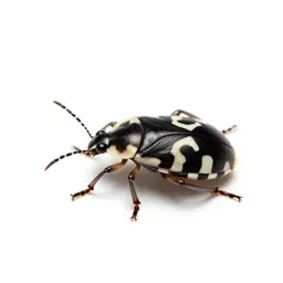 Chinch bug